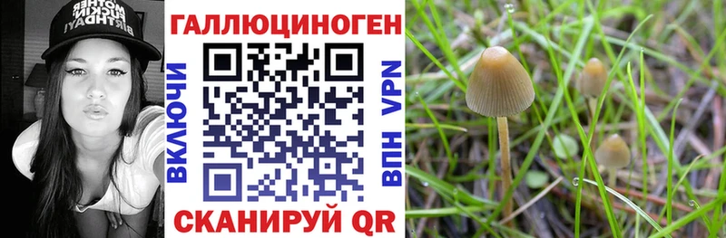 Псилоцибиновые грибы Cubensis  Новошахтинск 