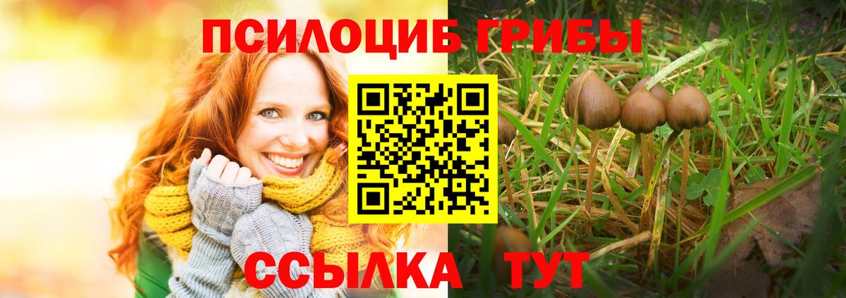 Псилоцибиновые грибы Psilocybe Новошахтинск